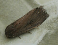 Nonagria typhae