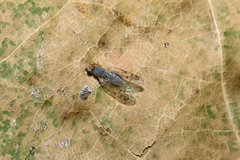 Acanthiophilus helianthi