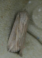 Mythimna riparia