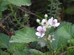 Rubus rigidus