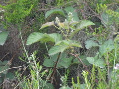 Rubus rigidus