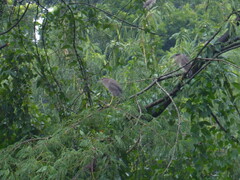 Nycticorax nycticorax