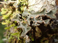 Lobariaceae