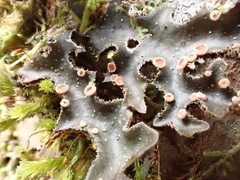 Lobariaceae