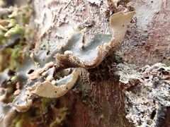 Lobariaceae