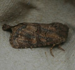 Luperina nickerlii
