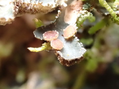 Lobariaceae