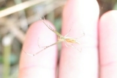 Leucauge decorata