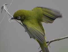 Zosterops virens capensis