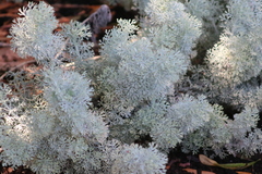 Artemisia arborescens