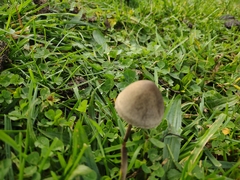 Panaeolus papilionaceus