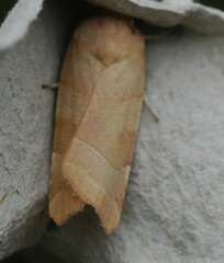 Noctua fimbriata