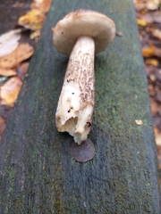 Leccinum variicolor