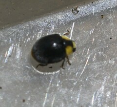 Apolinus lividigaster