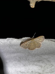 Leptostales pannaria