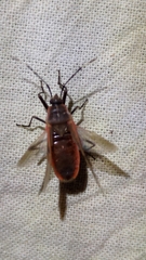 Physopelta quadriguttata