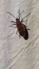 Physopelta quadriguttata