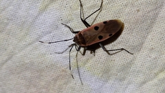 Physopelta quadriguttata