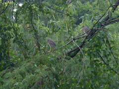 Nycticorax nycticorax