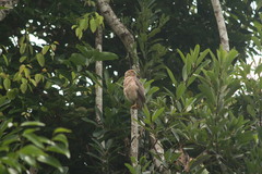 Accipiter francesiae