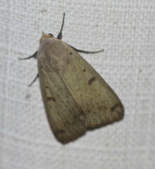 Ophiusa disjungens