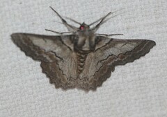 Hypobapta tachyhalotaria