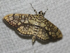 Haritalodes obliqualis