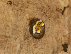 Poecilopachys australasia