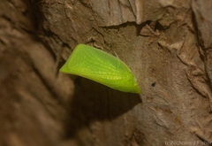 Siphanta