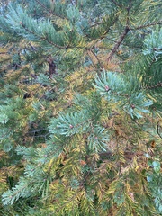 Pinus sylvestris