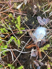 Eriophorum vaginatum