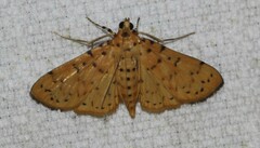 Conogethes punctiferalis