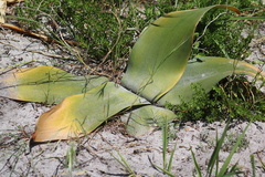 Brunsvigia orientalis