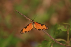 Acraea serena