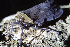 Penthicodes atomaria