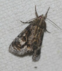 Zalissa catocalina