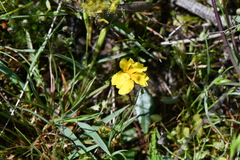 Goodenia lanata