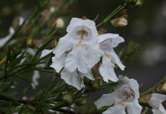Prostanthera nivea