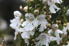Prostanthera nivea