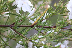 Prostanthera nivea