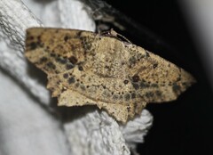 Polyacme subpulchra