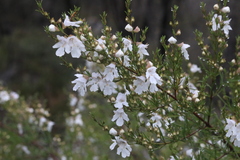 Prostanthera nivea