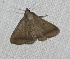 Simplicia armatalis
