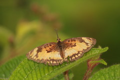 Byblia anvatara