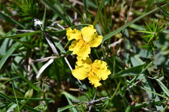Goodenia lanata
