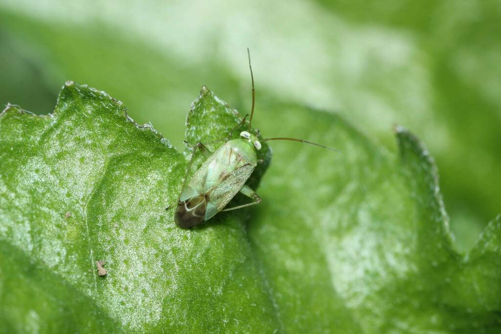 Broken-backed Bug from 万松寺谷戸 on October 22, 2022 at 09:14 AM by 登坂久雄 ...