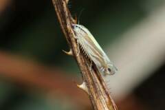 Yamatotettix flavovittatus