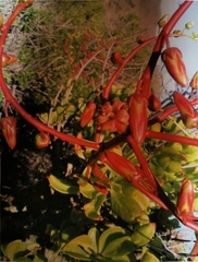 Tylecodon paniculatus