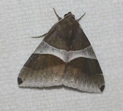 Dysgonia constricta