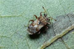 Chauliops fallax